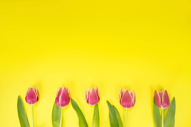 Tulipán rosado sobre fondo amarillo. Tarjeta postal con lugar para el texto - Foto, imagen
