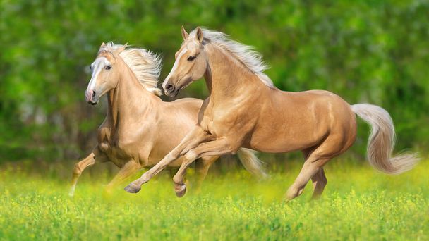 Uzun yeleli iki Cremello atı yeşil çayırda dörtnala koşuyor. - Fotoğraf, Görsel