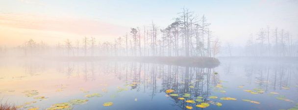 Soinen metsäjärvi paksussa, salaperäisessä sumussa auringonnousun aikaan. Cenas tirelis, Latvia. Kultainen auringonvalo läpi ikivihreän puunrungon. Symmetriset heijastukset vedessä. Idyllinen syksyn maisema - Valokuva, kuva