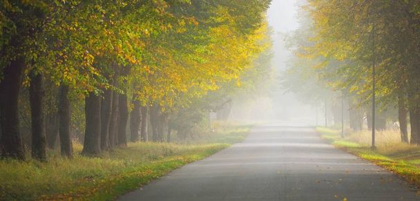 Single lane rural asphalt road (alley) through the mighty trees. Golden sunlight, sunbeams, fog, shadows. Fairy autumn scene. Hope, heaven, wilderness, loneliness, nature, ecology, walking, cycling - 写真・画像