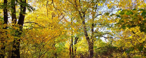 Herfstbos. Bladverliezende bomen met kleurrijke groene, gele, oranje, gouden bladeren. Zonnestralen door de takken. Ecotoerisme, seizoenen, milieu - Foto, afbeelding
