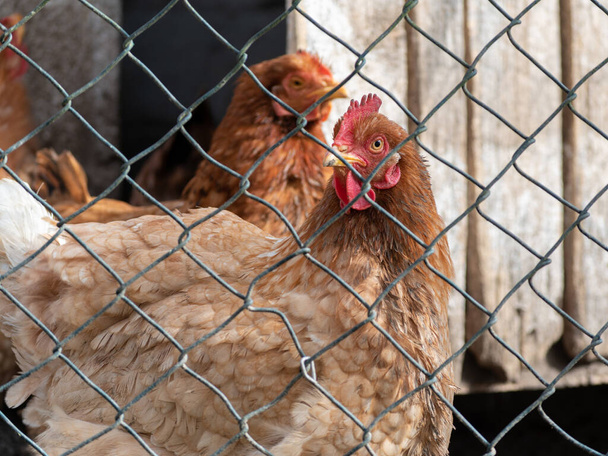 Poulet dans le poulailler regarde autour à travers la clôture métallique - volaille de reproduction dans la campagne - Photo, image