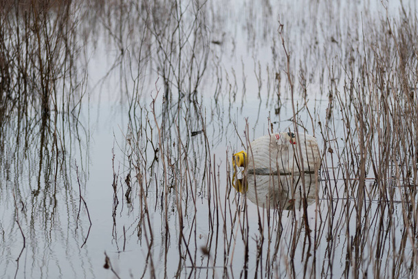 Plastik teneke kutu, sazlıklar arasında suda yüzüyor, ev plastik atıkları çevresel kirlilik sorunu - Fotoğraf, Görsel