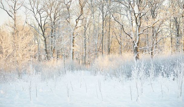 Paisaje atmosférico de bosque siempreverde cubierto de nieve al amanecer. Luz dorada pura. Árboles poderosos, troncos de árboles, colinas de nieve. País de las maravillas. Estaciones, ecología, ecoturismo, vacaciones de Navidad - Foto, Imagen