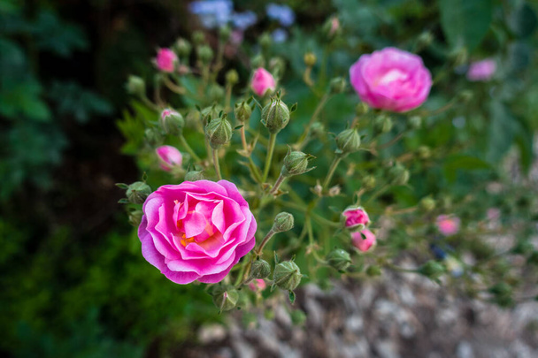 Ένα κοντινό πλάνο του ροζ τριαντάφυλλα στον κήπο, τριαντάφυλλα στον κήπο είναι κυρίως υβριδικά τριαντάφυλλα που καλλιεργούνται ως διακοσμητικά φυτά σε ιδιωτικούς ή δημόσιους κήπους. - Φωτογραφία, εικόνα