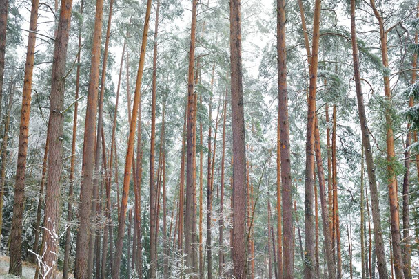 Snow-covered pine tree forest. Blizzard. Mighty evergreen trees close-up. Dark atmospheric landscape. Idyllic rural scene. Winter wonderland. Panoramic scenery. Pure nature, ecotourism - 写真・画像