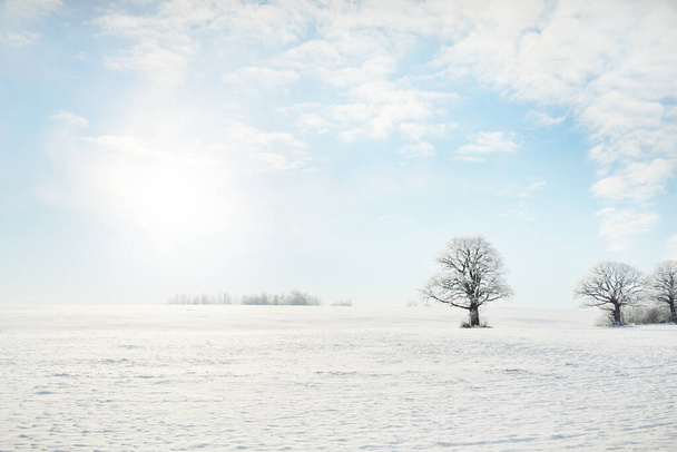 Mighty oak tree, snow-covered field, human tracks in a fresh snow. Forest meadow. Pure sunlight. Winter wonderland. Ecology, eco tourism, environmental conservation, christmas vacations, skiing - Foto, immagini