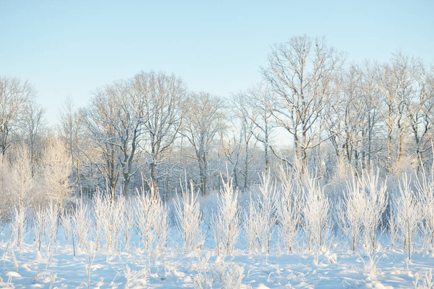 Bosque siempreverde cubierto de nieve después de una ventisca. Jóvenes árboles de hoja caduca. Paisaje atmosférico. País de las maravillas. Naturaleza, deforestación, reforestación, medio ambiente, ecología - Foto, Imagen