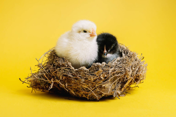 Beautiful couple, little chicks sitting in nest on yellow studio background. Isolated picture for design, decorative theme. Newborn poultry chicken. Easter, farm concept - Fotografie, Obrázek