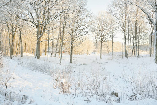 Bosque cubierto de nieve al amanecer. Colinas cubiertas y río congelado. Árboles poderosos. Luz dorada pura. País de las maravillas. Estaciones, ecología, ecoturismo, vacaciones de Navidad - Foto, Imagen
