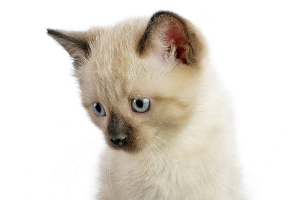 Siamese kitten - Фото, изображение