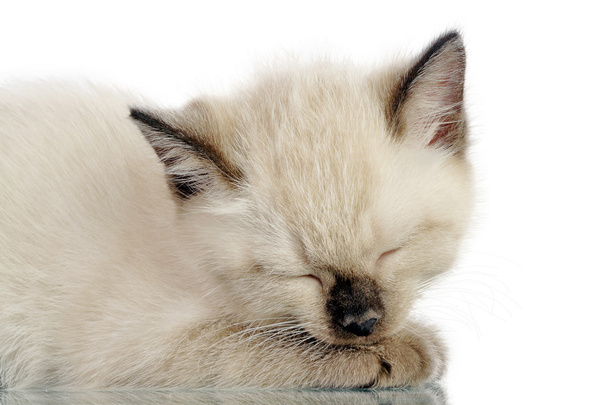 Siamese kitten - Photo, image