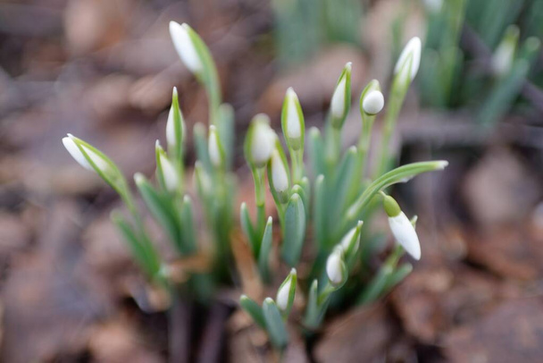 Ormanda küçük kır çiçekleri (Galanthus). Çiçek tomurcuğu. Kış sıcağı, Avrupa 'nın ilkbaharı. Saflığın, huzurun, sevincin sembolü. Başlangıç olarak, Paskalya konsepti. Doğa, çevre, ekoloji - Fotoğraf, Görsel