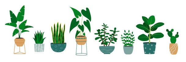 Sada ručně kreslených rostlin v květináčích. Alocasia rostlina, kaktus, monstera, nefritová rostlina. - Vektor, obrázek