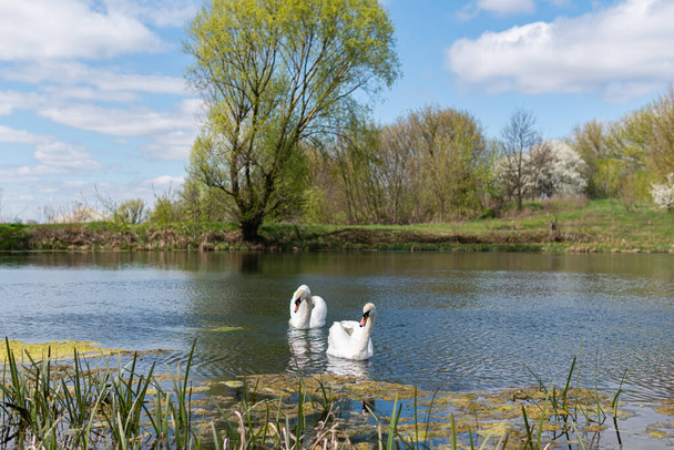 Kaksi suurta ja kaunista valkoista joutsenta uimassa järvellä kirkkaana aurinkoisena päivänä keväällä tai kesällä. - Valokuva, kuva