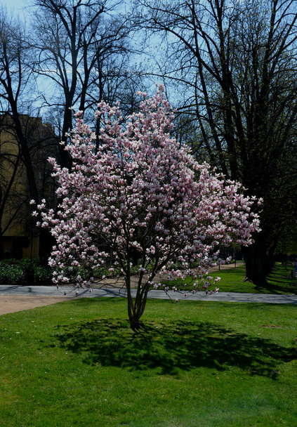 Las magnolias son arbustos o árboles apreciados por sus grandes flores perfumadas. Vienen en una variedad de colores, desde el blanco y el amarillo hasta el rosa y el rojo oscuro. Destacan mejor como solitarios, ya sea en flor - Foto, imagen