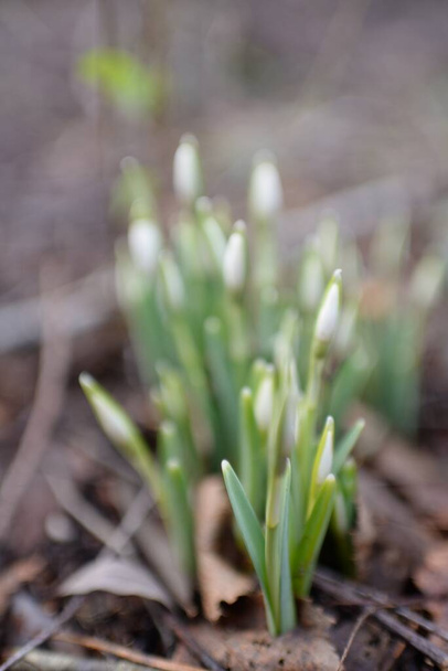 Small snowdrop wildflowers (Galanthus) in the forest. Flower bud. Warm winter, early spring in Europe. Symbol of purity, peace, joy. Beginning, Easter concept. Nature, environment, ecology - Foto, imagen