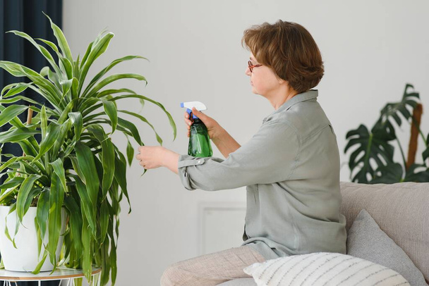 Senior woman sprays plants in flowerpots. Happy female caring for house plant. Mature Woman taking care of plants at her home, spraying a plant with pure water from a spray bottle. - 写真・画像