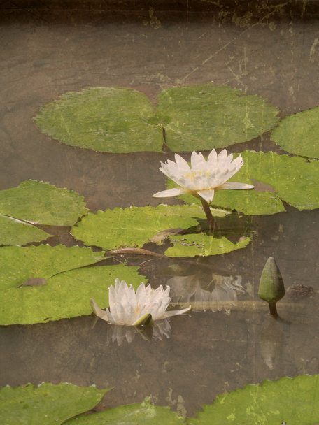 Lotus квіти
 - Фото, зображення