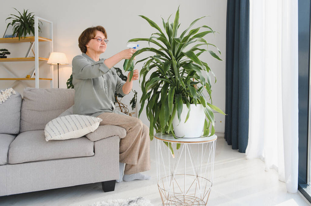 Senior woman sprays plants in flowerpots. Happy female caring for house plant. Mature Woman taking care of plants at her home, spraying a plant with pure water from a spray bottle. - Foto, imagen
