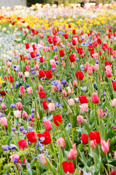 Tulip field - Fotografie, Obrázek