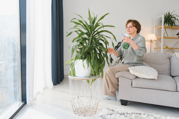 Home gardening. Happy senior woman with glasses caring for the plant. Smiling elderly woman spraying aloe vera with a spray bottle. Indoor care and love for indoor plants - Photo, image