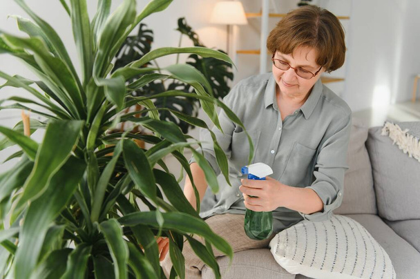 Senior woman sprays plants in flowerpots. Happy female caring for house plant. Mature Woman taking care of plants at her home, spraying a plant with pure water from a spray bottle. - 写真・画像