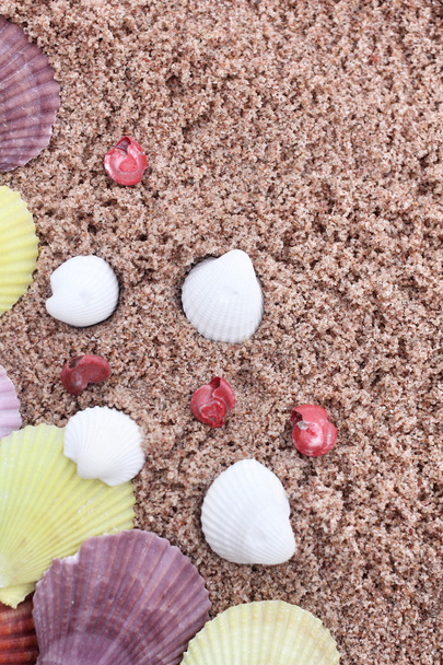 Shells on beach - Foto, afbeelding