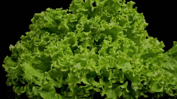 Salat aus nächster Nähe. Nahaufnahme von grünem, frischem Salat mit Wassertropfen auf schwarzem Hintergrund. In dieser Szene gleitet die Kamera auf nassen Salat zu. - Filmmaterial, Video