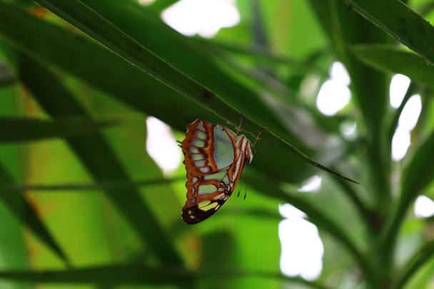 Näkymä perhonen "Serre aux papillons" at "La Quue-les-Yvelines" Ranskassa - Valokuva, kuva