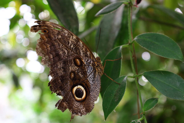 Widok na motyla w "Serre aux papillons" w "La Queue-les-Yvelines" we Francji - Zdjęcie, obraz