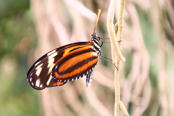 Veduta su una farfalla nelle "Serre aux papillons" a "La Queue-les-Yvelines" in Francia - Foto, immagini