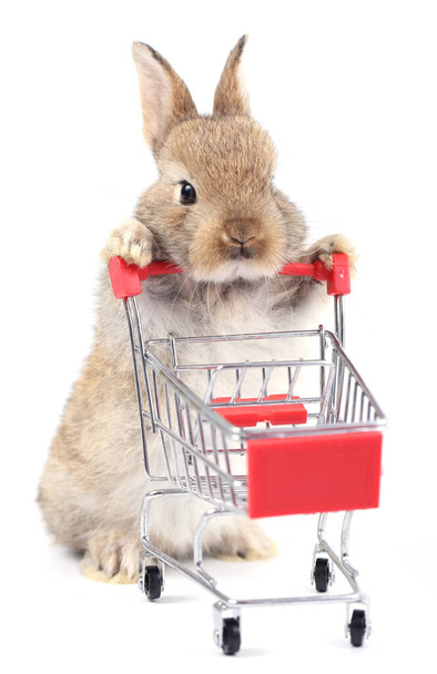 Cute little rabbit stand and hold trolley on white background. Young adorable bunny playing small shopping cart and movement. Lovely pet on marketing idea. - 写真・画像