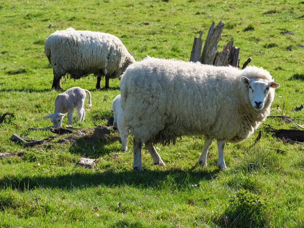 ドイツの牧草地で羊を飼い - 写真・画像