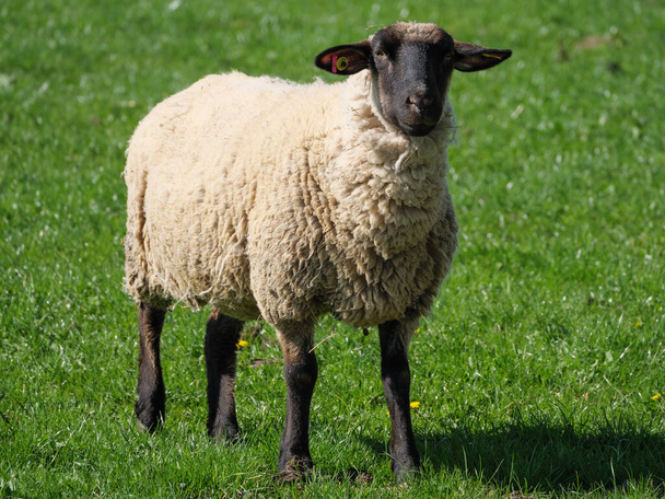 sheeps on a meadow in germayn - Фото, изображение