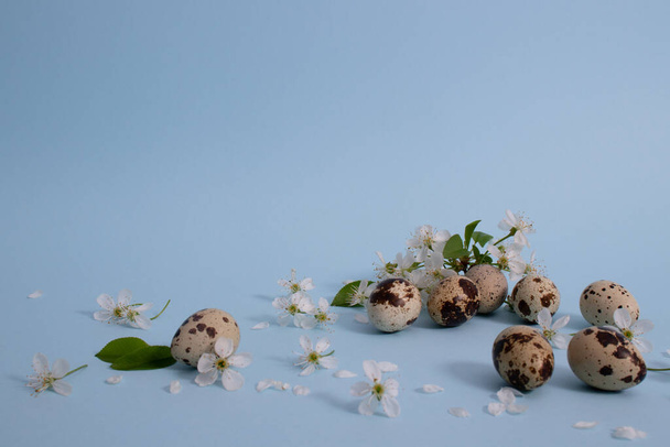 Easter eggs with cherry flowers. Quail eggs. On a blue with a place for text. - Photo, Image