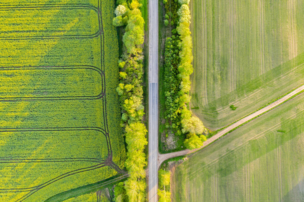 Chemin Rural Vide Dans Une Ruelle De Bouleau, Soirée D'été Ensoleillée, Vue Aérienne Par Drone D'en Haut - Photo, image