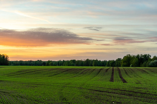 Grüne Ackerland-Wiese in der Landschaft bei Sonnenuntergang - Foto, Bild