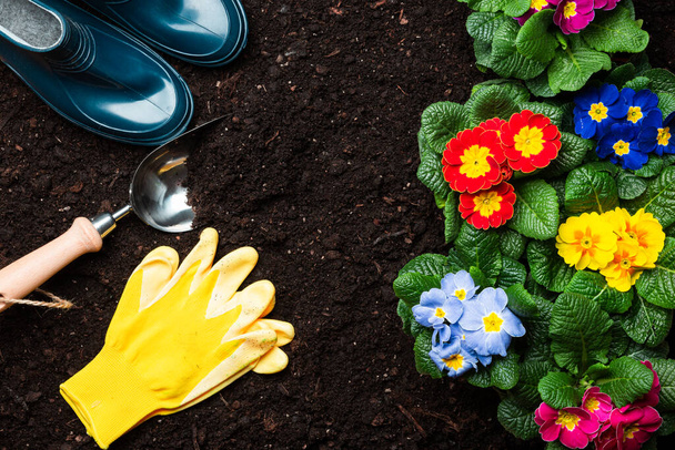 Home gardening. Planting Primula flowers. Garden background copy space. - 写真・画像