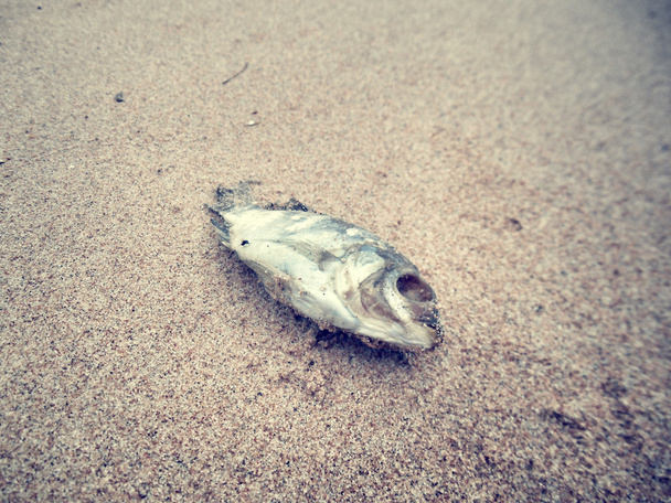 döglött hal a parton - Fotó, kép