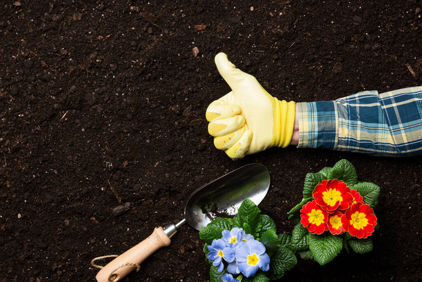 Home gardening. Planting Primula flowers. Garden background copy space. - Photo, Image