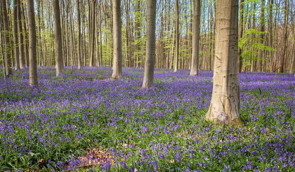 Blooming bluebells in the forest in april. - 写真・画像