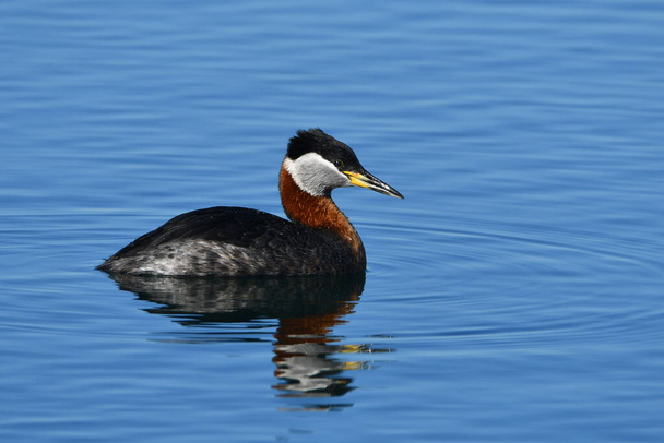 Spring scene of a Red-necked Grebe duck on water - Photo, Image