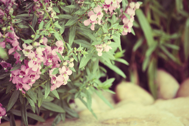 Pink salvia flowers - Photo, Image