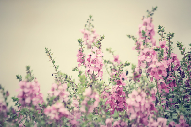 Roze salvia bloemen - Foto, afbeelding