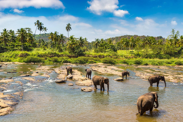 Herd of elephants at the Elephant Orphanage in Sri Lanka - 写真・画像