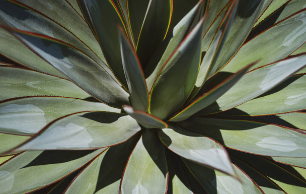 Agave. Cactus in desert backdround, cacti or cactaceae pattern. Agave cactus. - Foto, imagen