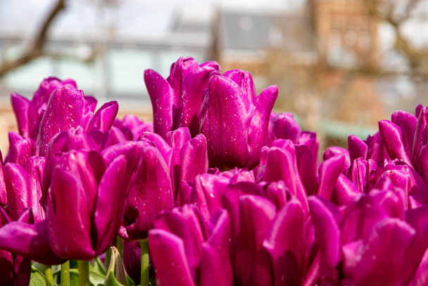 Beautiful spring tulips in the Netherlands - 写真・画像