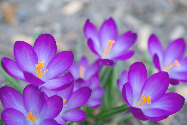 Gruppe lila Krokusblüten auf einer Frühlingswiese. Krokusblüte. Bergblumen. Frühlingslandschaft. - Foto, Bild