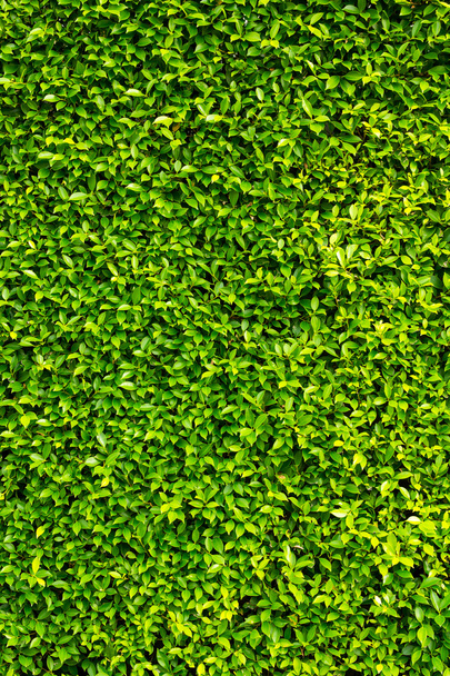 Green Leaves Wand Hintergrund - Foto, Bild